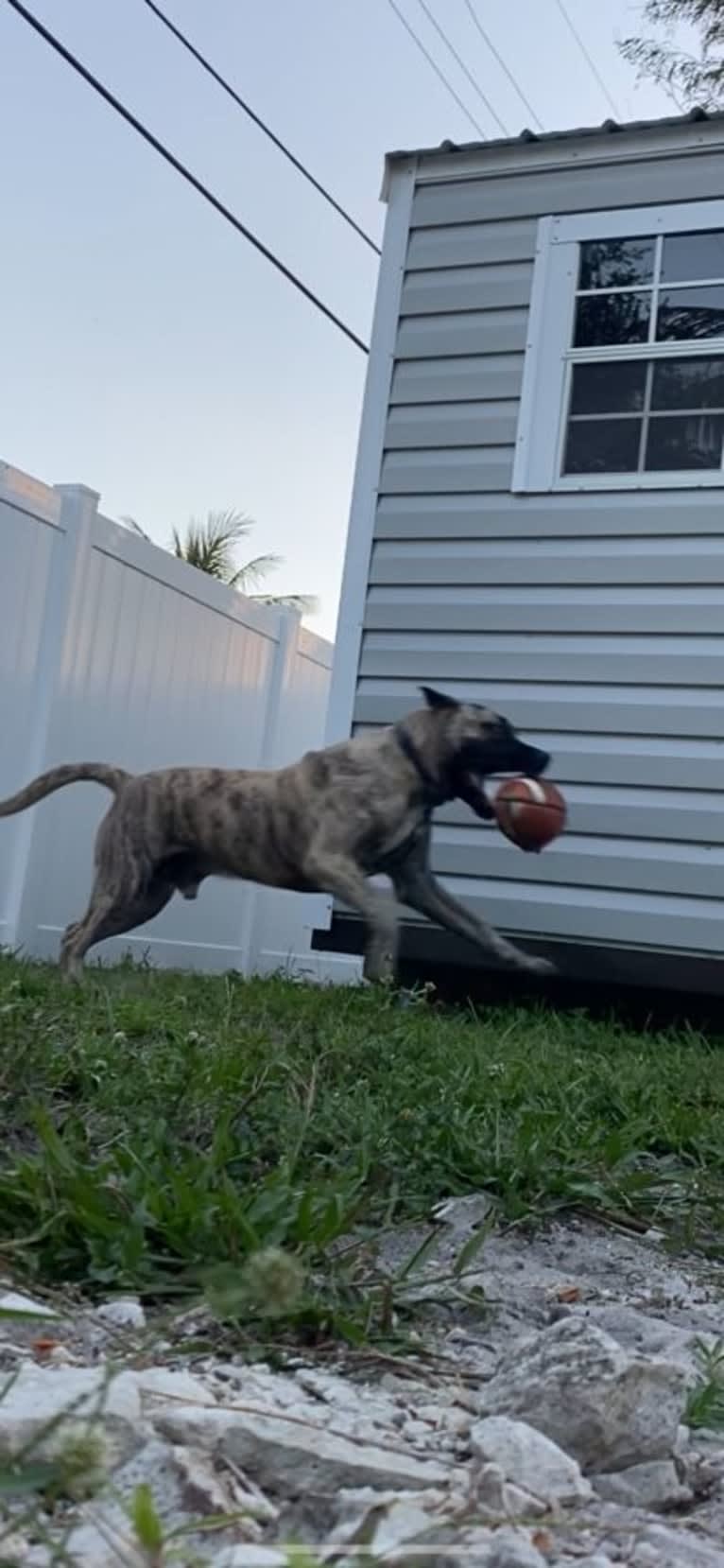 Capoñe, a Perro de Presa Canario tested with EmbarkVet.com