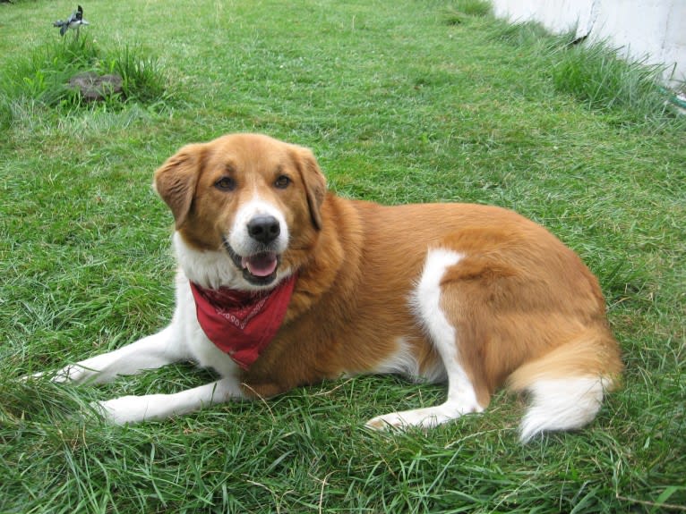 Bentley, a Chow Chow and Labrador Retriever mix tested with EmbarkVet.com