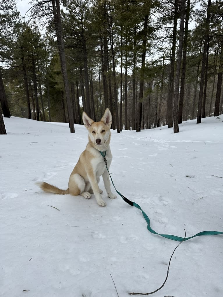 Hoodoo, a Siberian Husky and American Pit Bull Terrier mix tested with EmbarkVet.com
