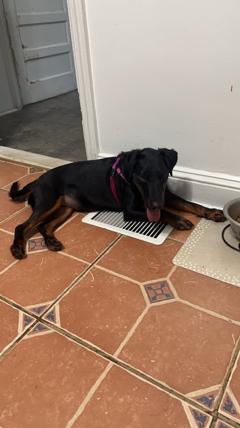 Piper, a Jagdterrier tested with EmbarkVet.com