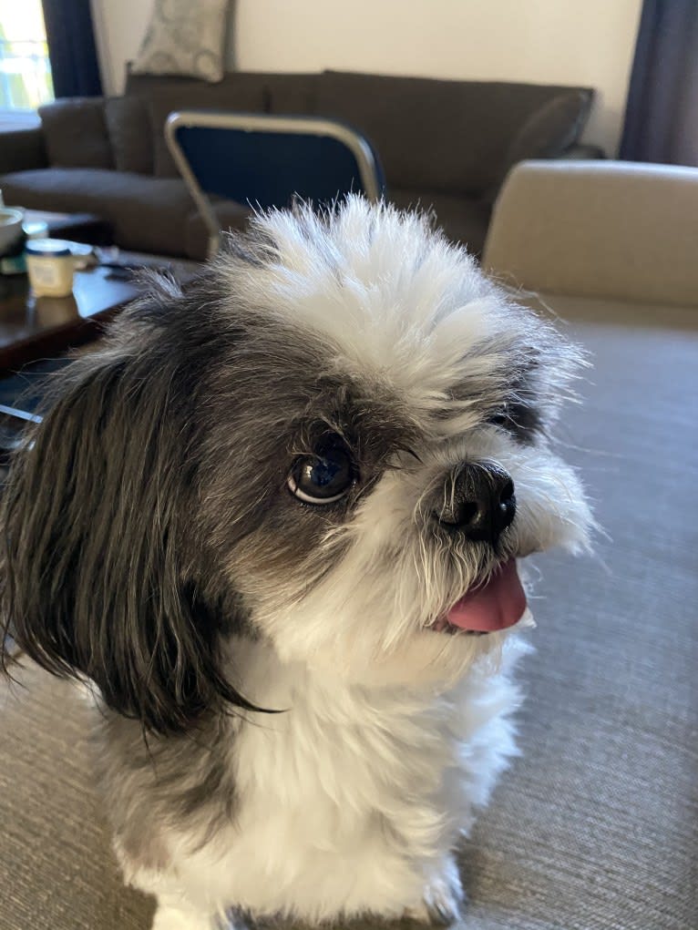 Harvey, a Shih Tzu tested with EmbarkVet.com