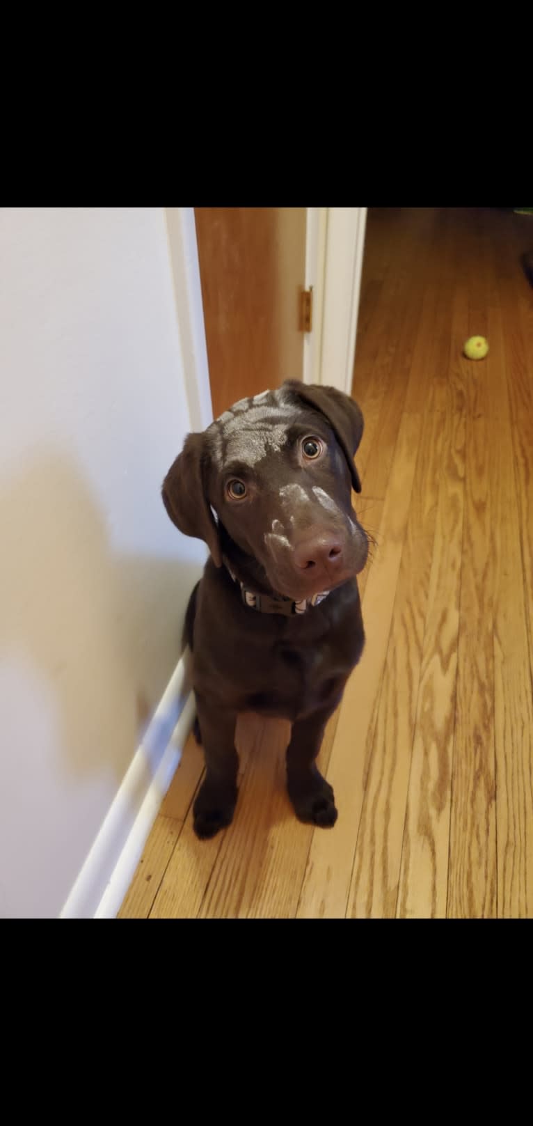 Zephyr, a Labrador Retriever tested with EmbarkVet.com