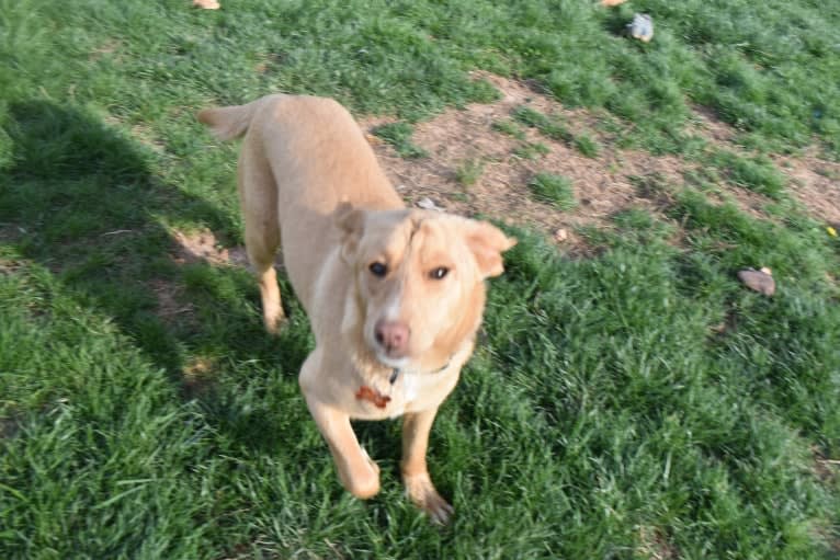 Wrinkles, a Golden Retriever and Treeing Walker Coonhound mix tested with EmbarkVet.com