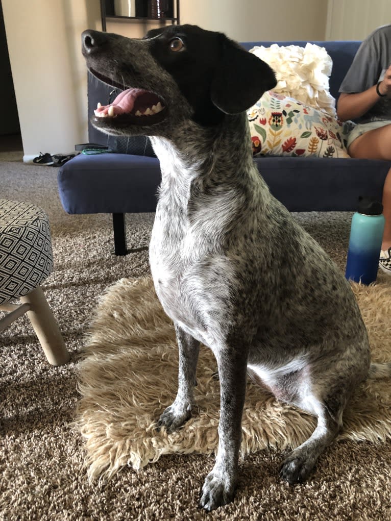 Joone, an Australian Cattle Dog and Chow Chow mix tested with EmbarkVet.com