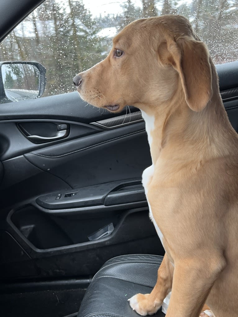 Her name is Sage, an American Bulldog and Labrador Retriever mix tested with EmbarkVet.com