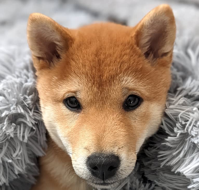 Kuma Lisa, a Shiba Inu tested with EmbarkVet.com