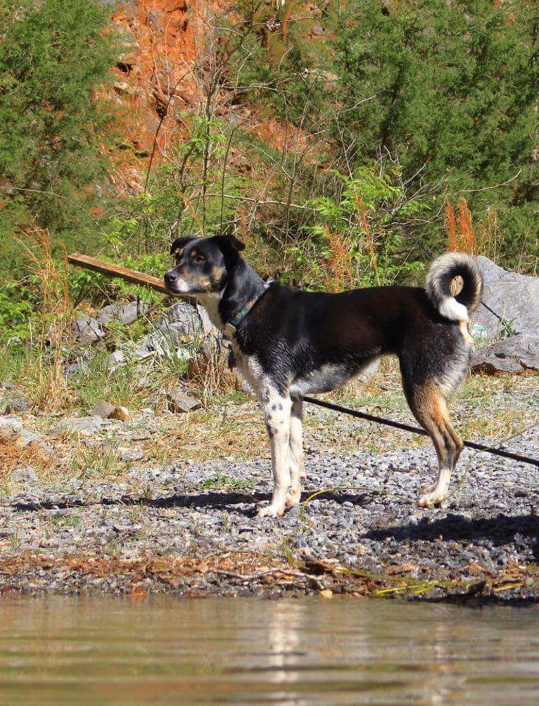 Gypsy, a Siberian Husky and American Pit Bull Terrier mix tested with EmbarkVet.com