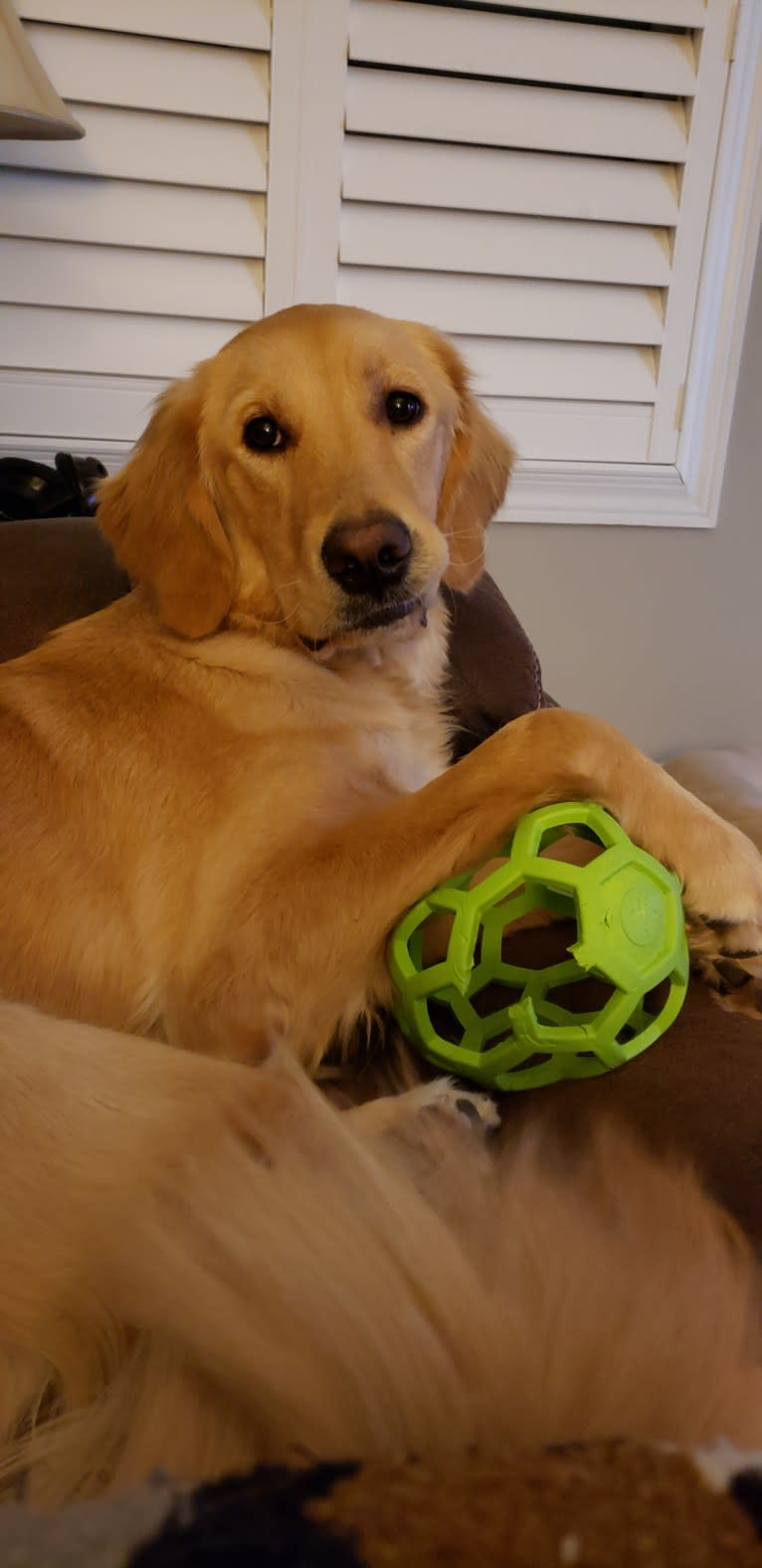 Fauna, a Golden Retriever (7.8% unresolved) tested with EmbarkVet.com