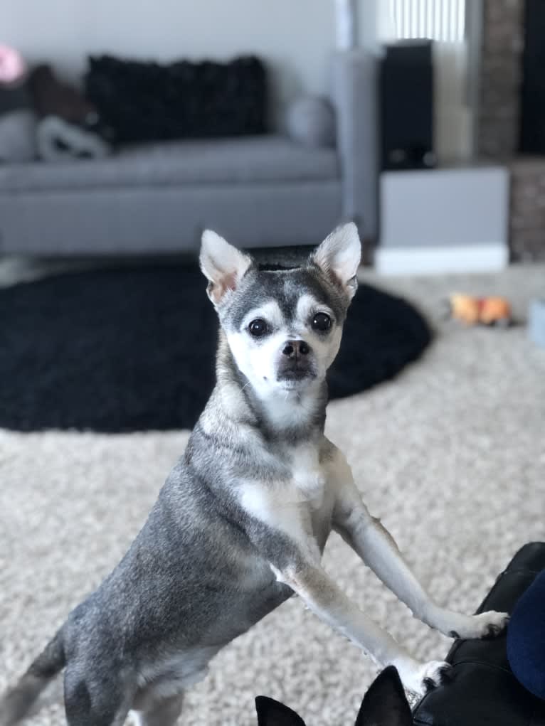 Bruce Wayne Smith, a Chihuahua and Toy Fox Terrier mix tested with EmbarkVet.com
