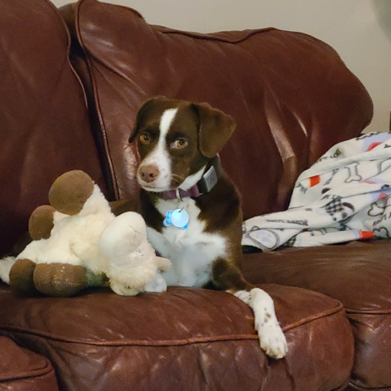 Hershey, a Chihuahua and Boxer mix tested with EmbarkVet.com