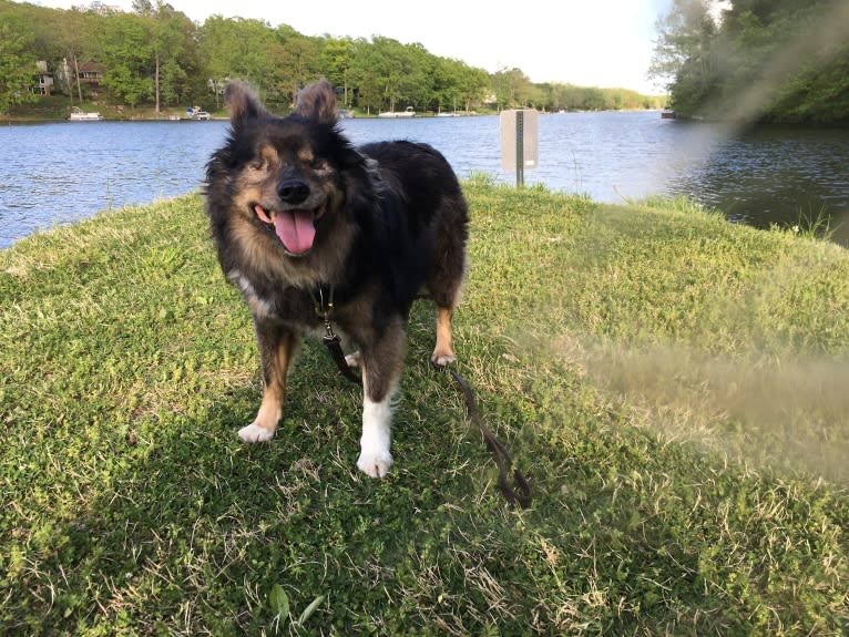 Yowie, an American Eskimo Dog and Chihuahua mix tested with EmbarkVet.com