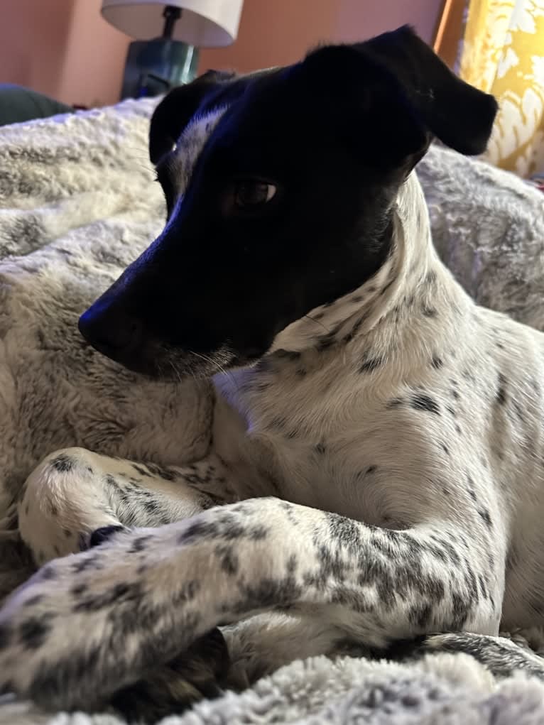 Riley, an Australian Cattle Dog and American Pit Bull Terrier mix tested with EmbarkVet.com