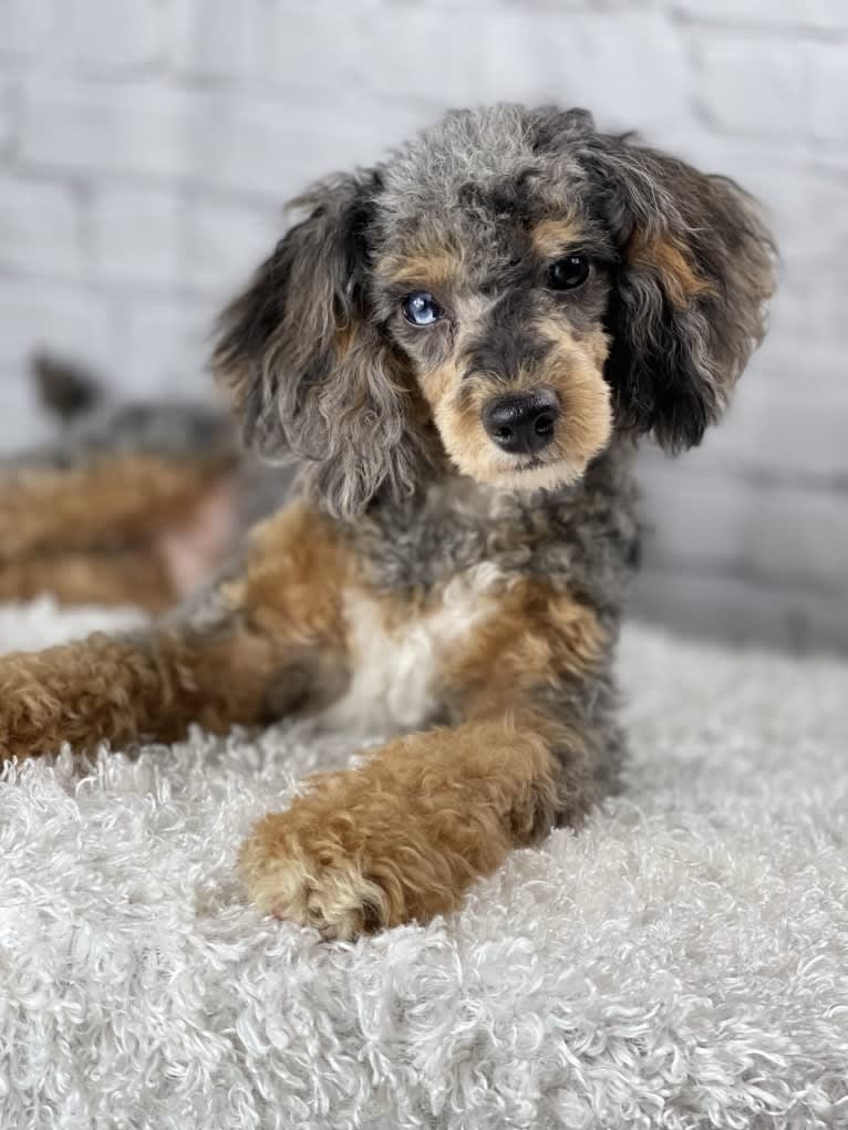 Phoenix, a Poodle (Small) tested with EmbarkVet.com
