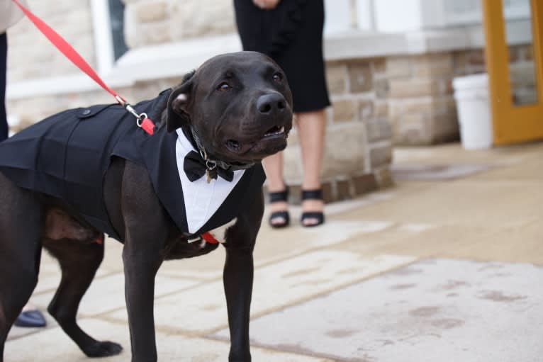 Teddy, an American Pit Bull Terrier and American Staffordshire Terrier mix tested with EmbarkVet.com