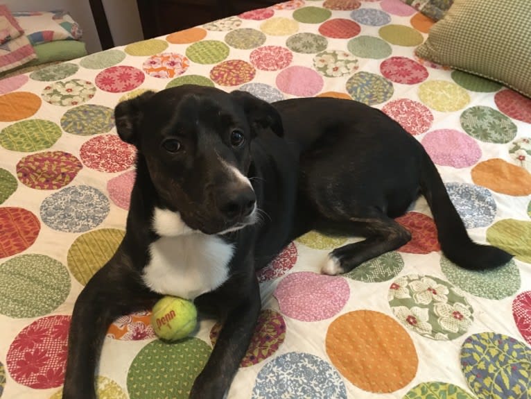 Buddy, an American Pit Bull Terrier and Australian Cattle Dog mix tested with EmbarkVet.com