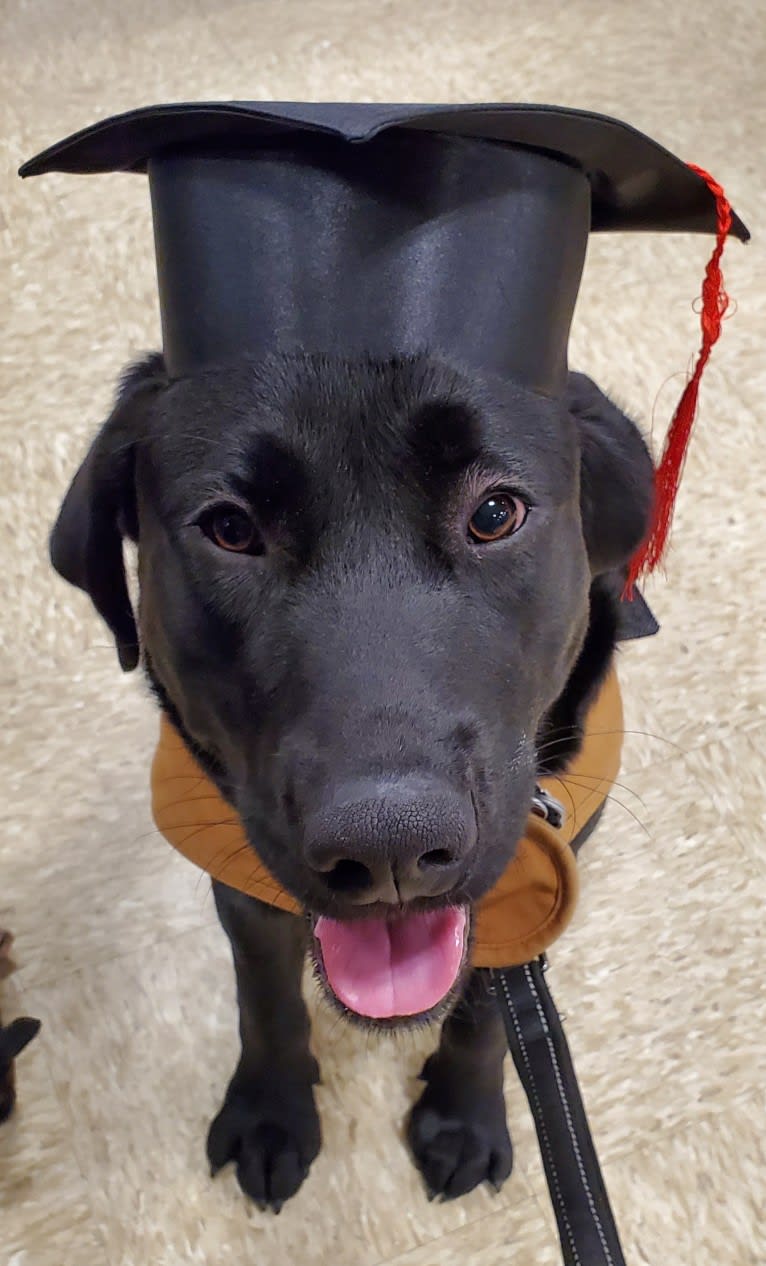 Chowder, a Siberian Husky and Labrador Retriever mix tested with EmbarkVet.com