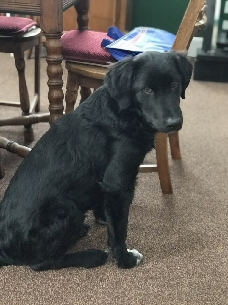 Care Bear Ross, a Labrador Retriever and Australian Cattle Dog mix tested with EmbarkVet.com