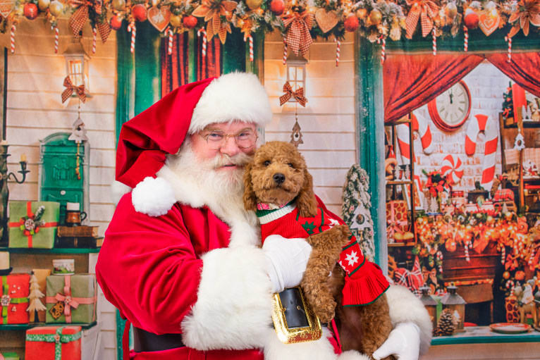 Liesel, a Goldendoodle tested with EmbarkVet.com