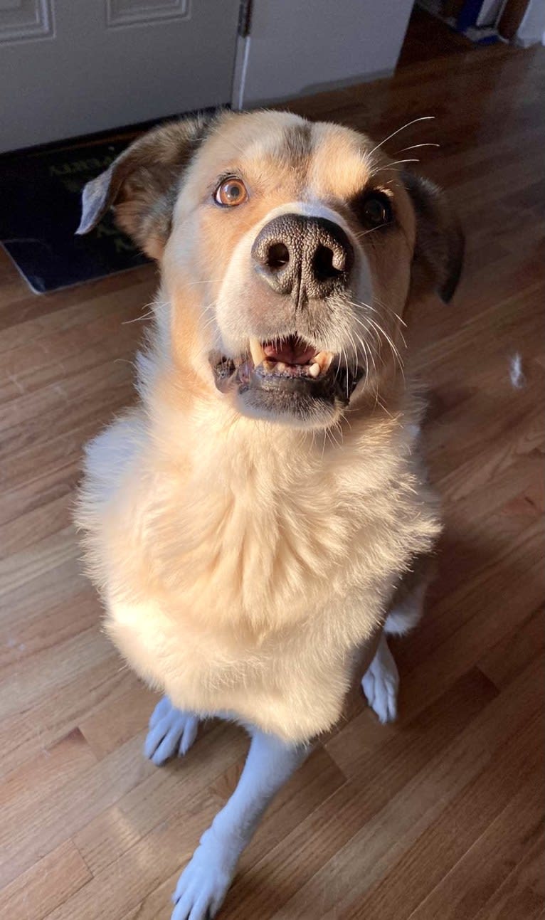Cujo, a Great Pyrenees and Rottweiler mix tested with EmbarkVet.com