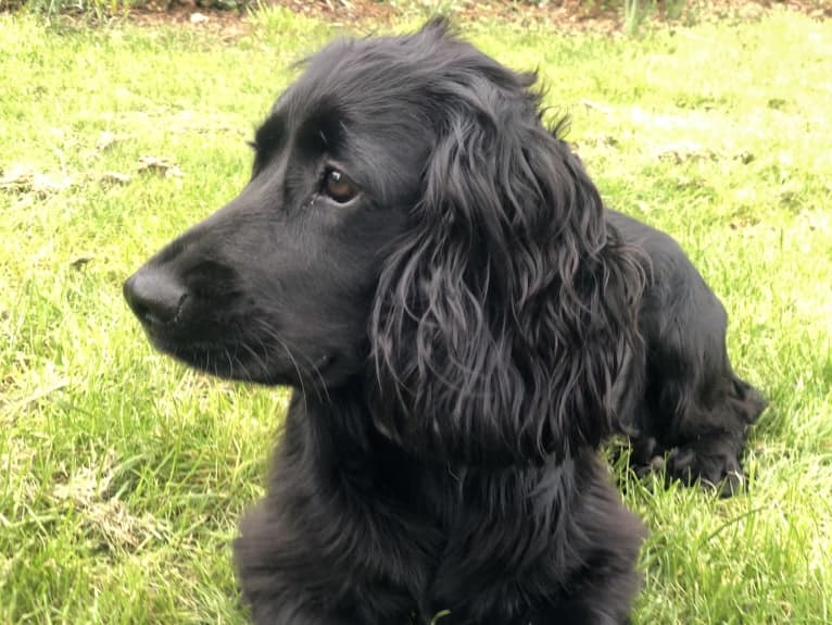 Erris, an English Cocker Spaniel and English Cocker Spaniel (Working Type) mix tested with EmbarkVet.com