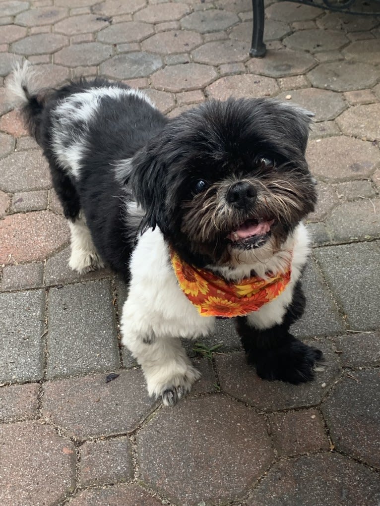 DAJ, a Shih Tzu tested with EmbarkVet.com