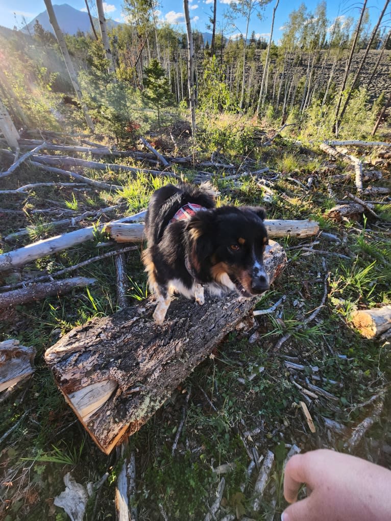 Lancer, an Australian Shepherd and Australian Cattle Dog mix tested with EmbarkVet.com