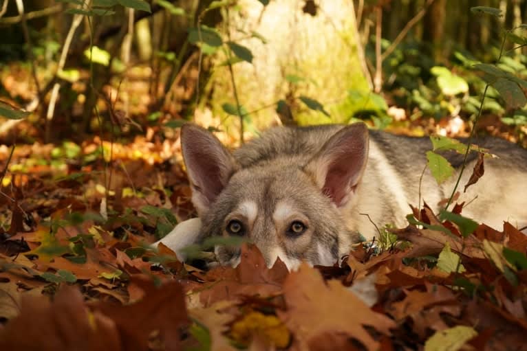 Cyrian Corvo Netis Tala, a Saarloos Wolfdog tested with EmbarkVet.com