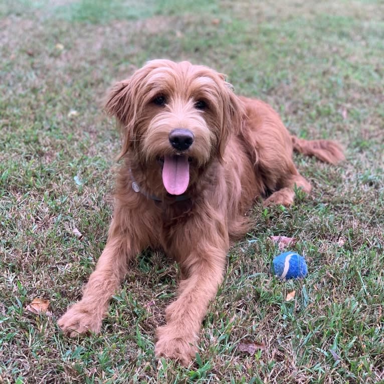 Cali, a Goldendoodle tested with EmbarkVet.com