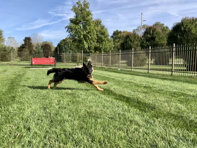 Greta, a German Shepherd Dog tested with EmbarkVet.com