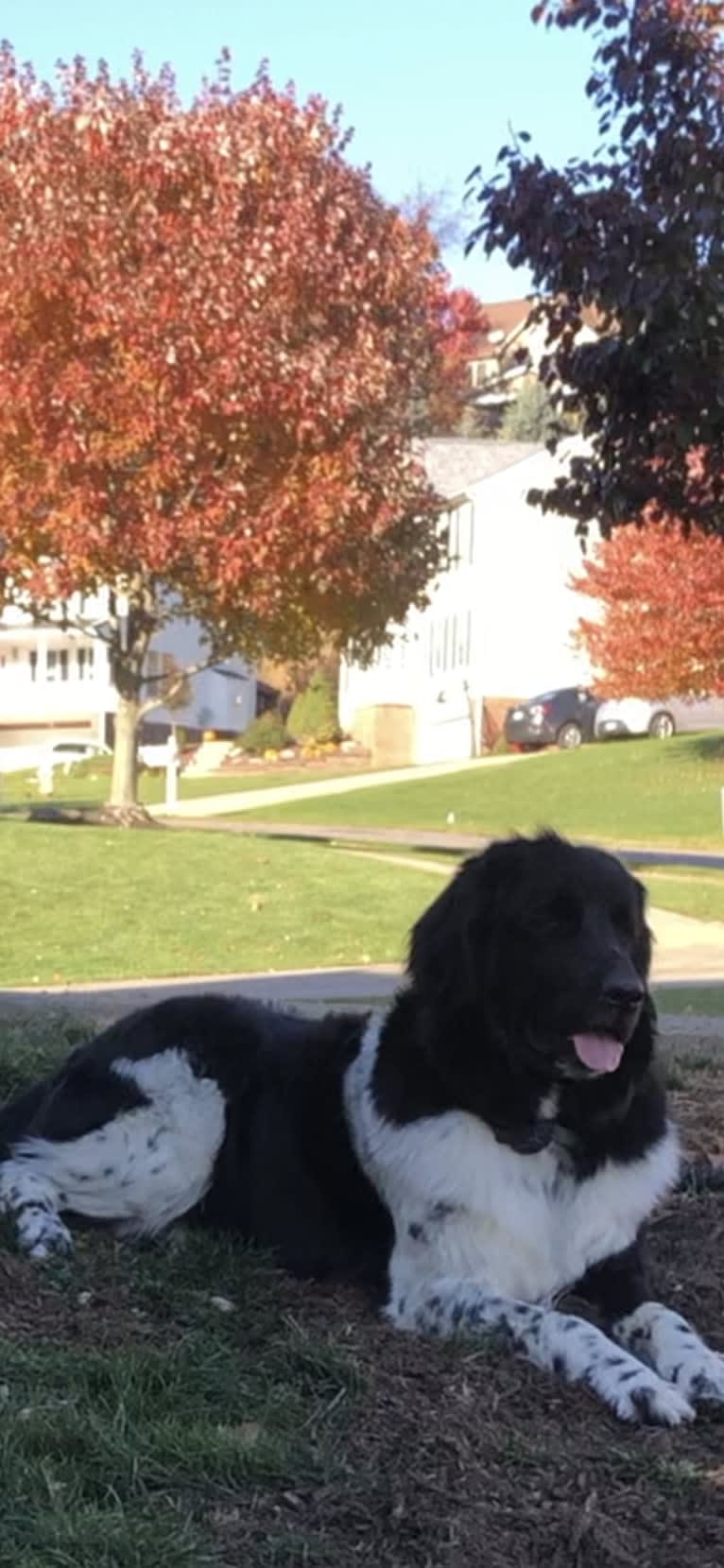 Iris, a Newfoundland tested with EmbarkVet.com