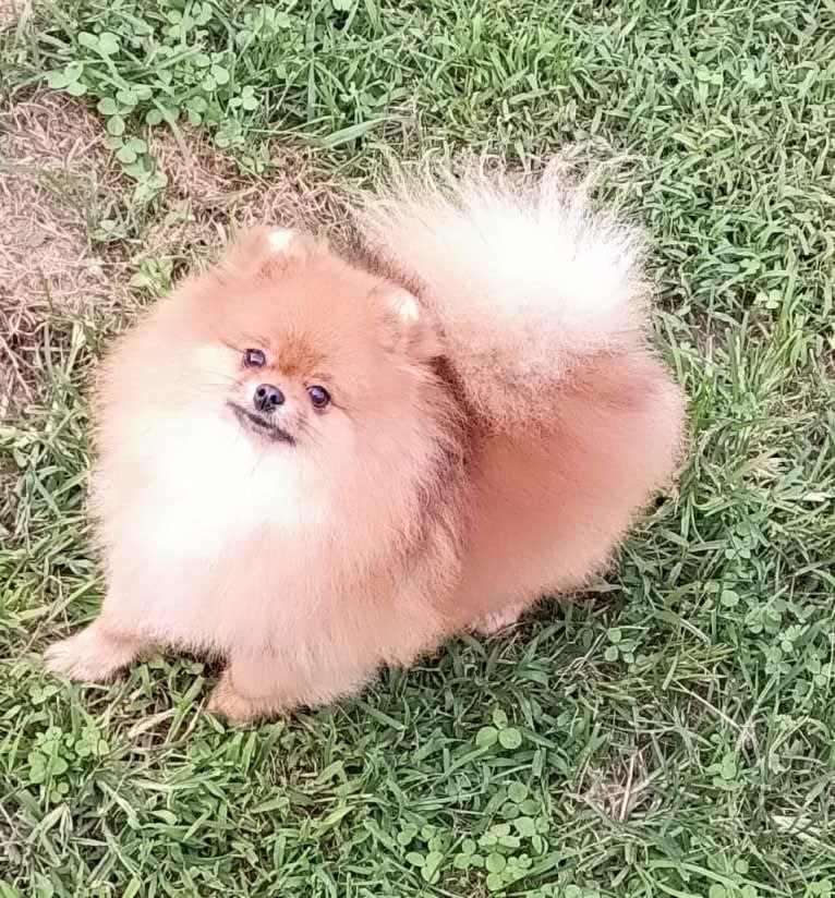 Hope, a Pomeranian tested with EmbarkVet.com