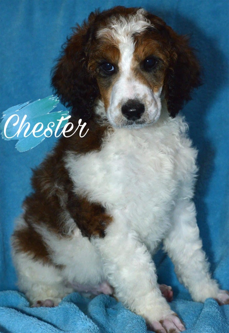 Chester, a Poodle (Standard) tested with EmbarkVet.com
