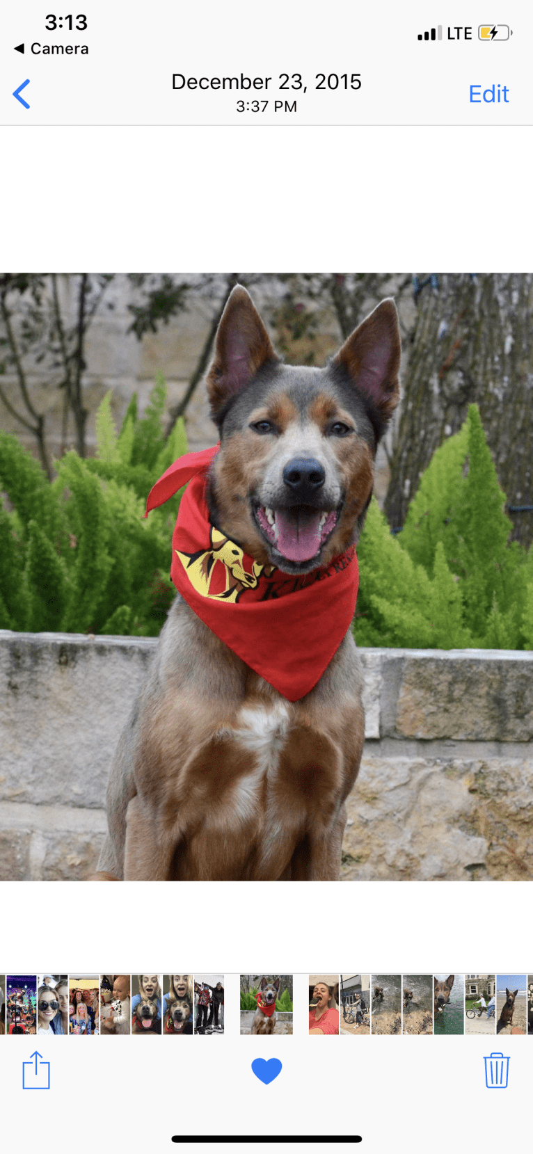 Brody, a Chow Chow and Border Collie mix tested with EmbarkVet.com