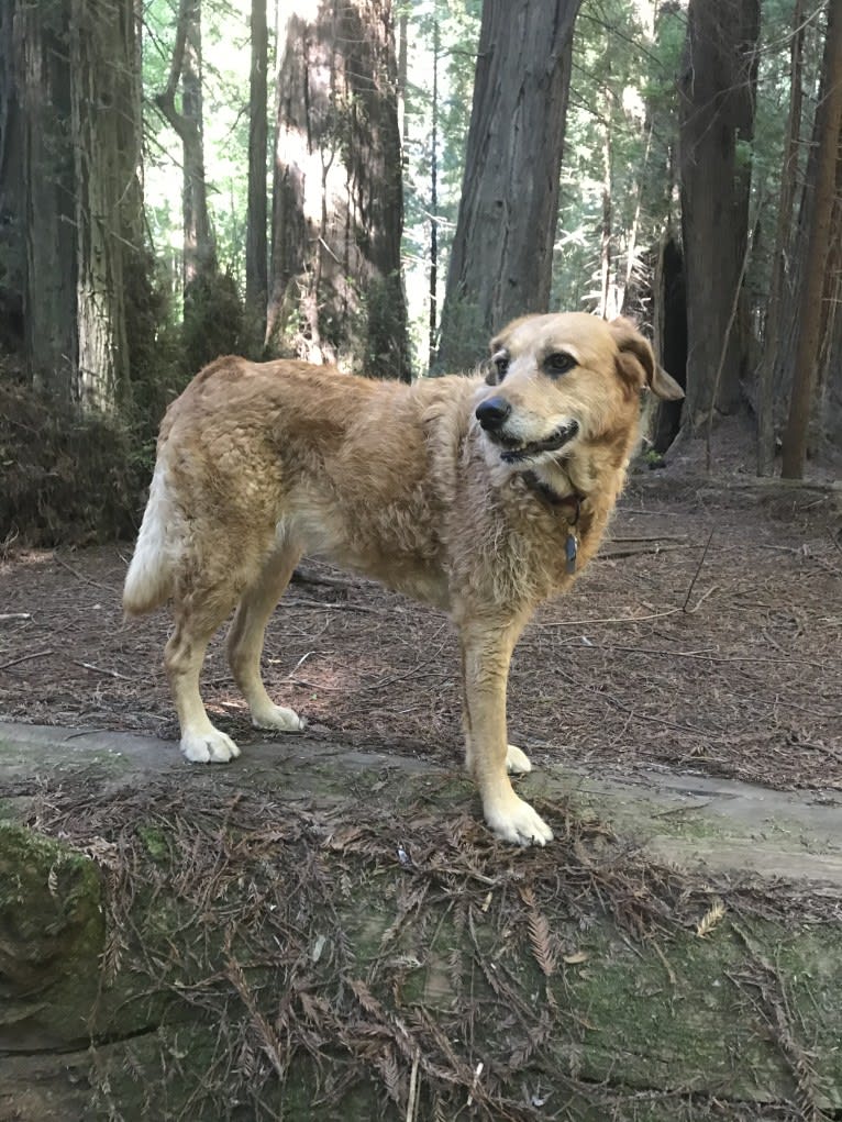 Kiwi Bean, a Chow Chow and Labrador Retriever mix tested with EmbarkVet.com