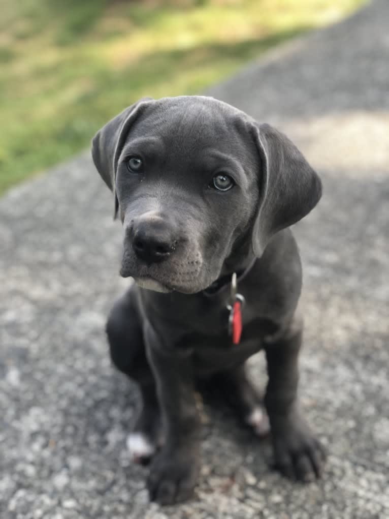 Hana, a Cane Corso tested with EmbarkVet.com