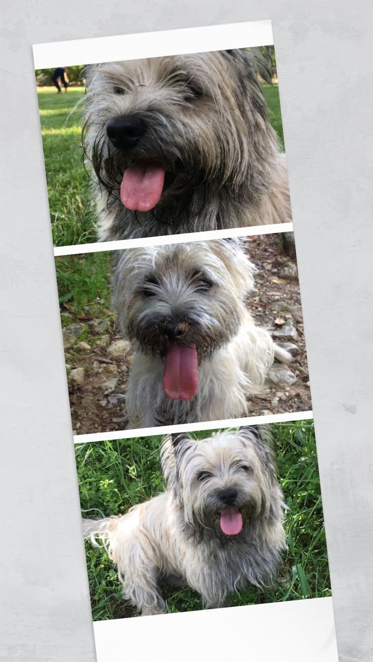 Nino, a Cairn Terrier tested with EmbarkVet.com