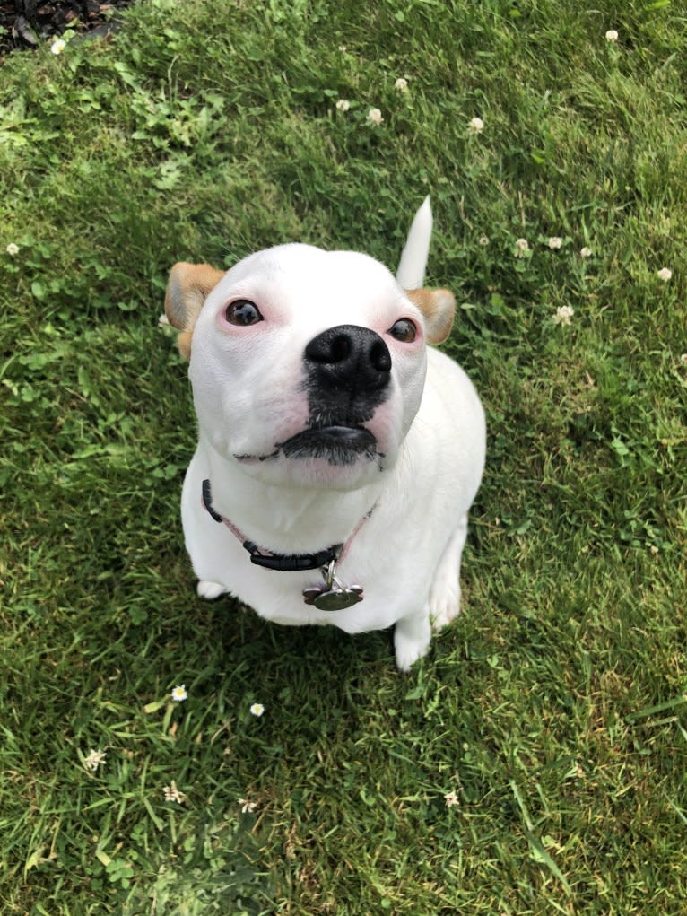 Rubie, an American Pit Bull Terrier and Russell-type Terrier mix tested with EmbarkVet.com