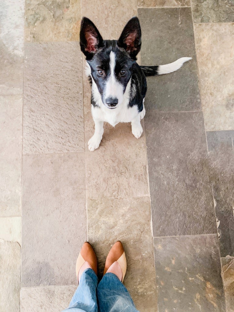 Koko, an Alaskan-type Husky and Border Collie mix tested with EmbarkVet.com