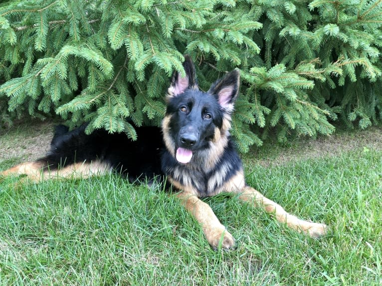 Greta, a German Shepherd Dog tested with EmbarkVet.com