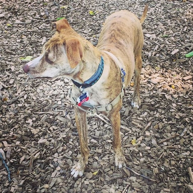 Dodger, a Mountain Cur tested with EmbarkVet.com