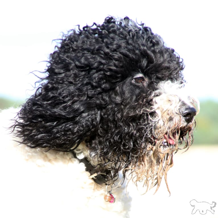 Cait, a Barbet tested with EmbarkVet.com