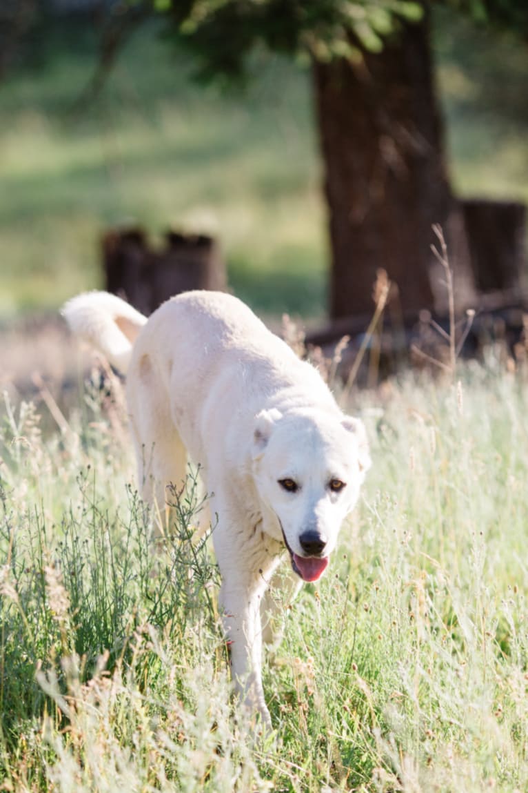 Nala, an Anatolian Shepherd Dog tested with EmbarkVet.com