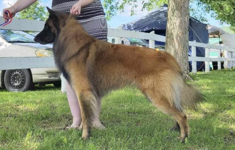 Faro, a Belgian Shepherd tested with EmbarkVet.com