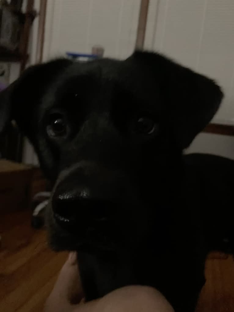 Saint, a Labrador Retriever and German Shepherd Dog mix tested with EmbarkVet.com