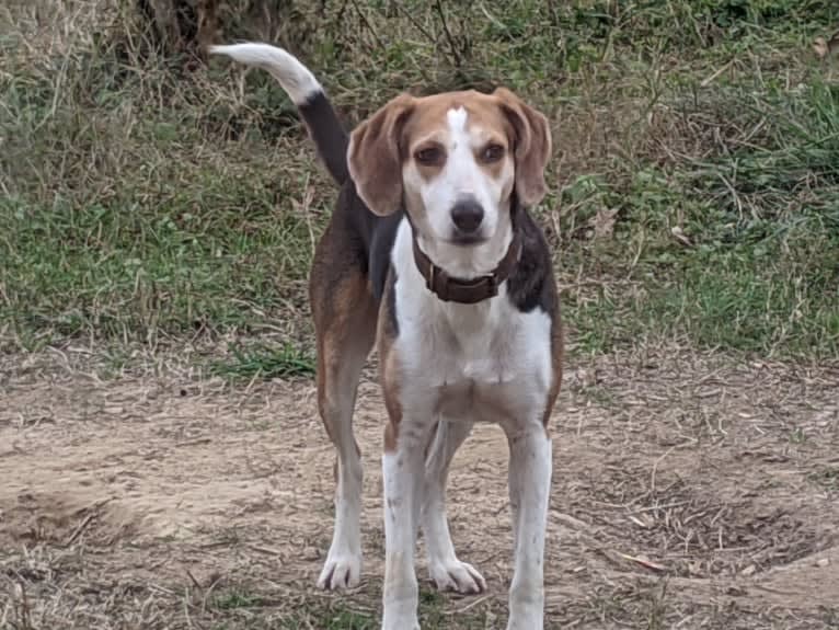 Charlotte, an American Foxhound tested with EmbarkVet.com