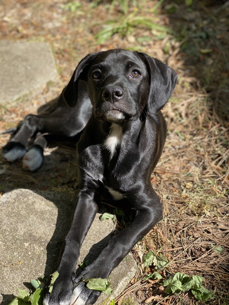 Scout, a Pointer and Boston Terrier mix tested with EmbarkVet.com