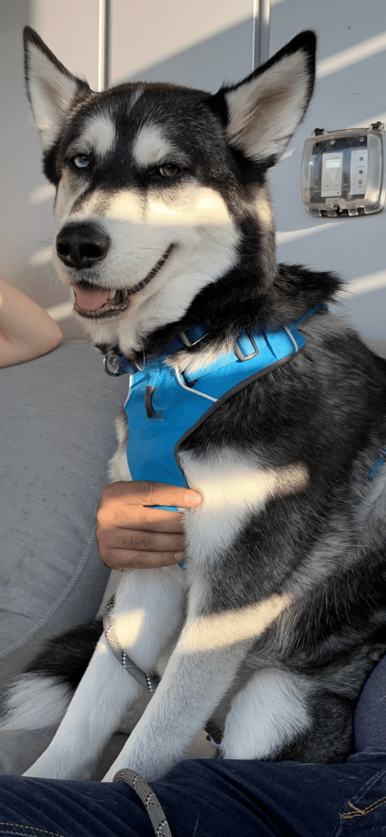 Misha, a Siberian Husky and German Shepherd Dog mix tested with EmbarkVet.com