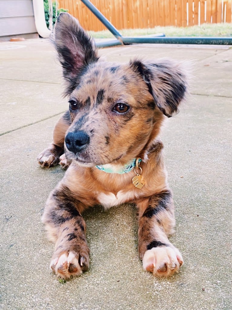 Pigaloo, an American Bully and Chihuahua mix tested with EmbarkVet.com