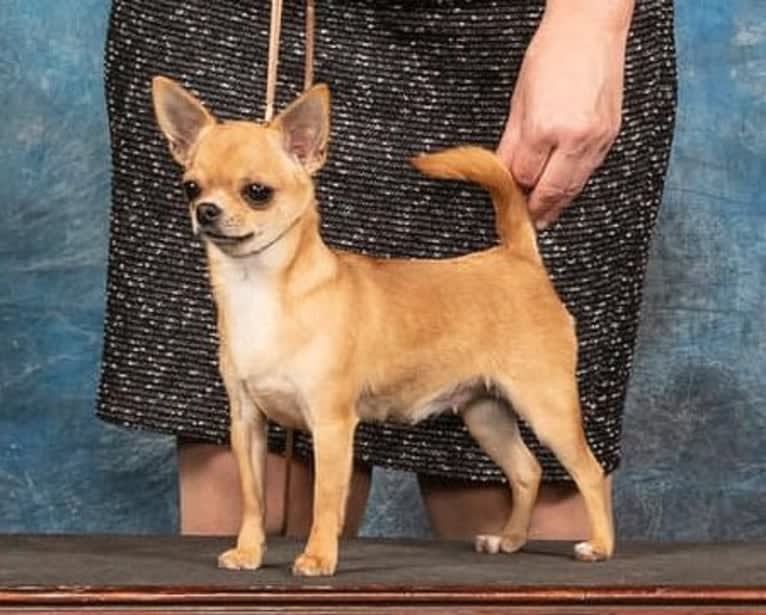 Zesty, a Chihuahua tested with EmbarkVet.com