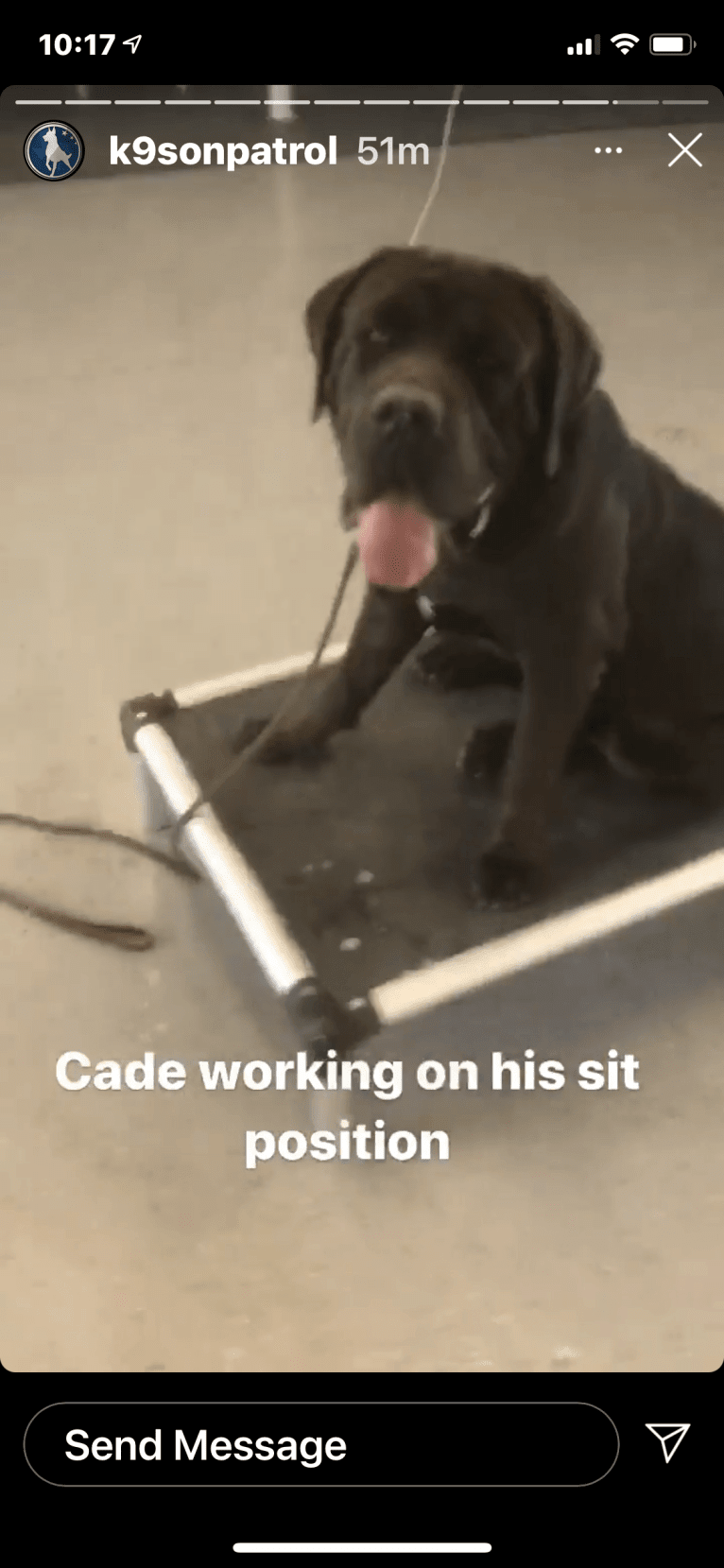 Cade, a Cane Corso tested with EmbarkVet.com